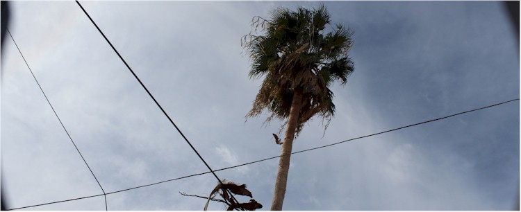 Llaman a rescatar a jardinero atrapado en lo alto de una palma - Foto 1
